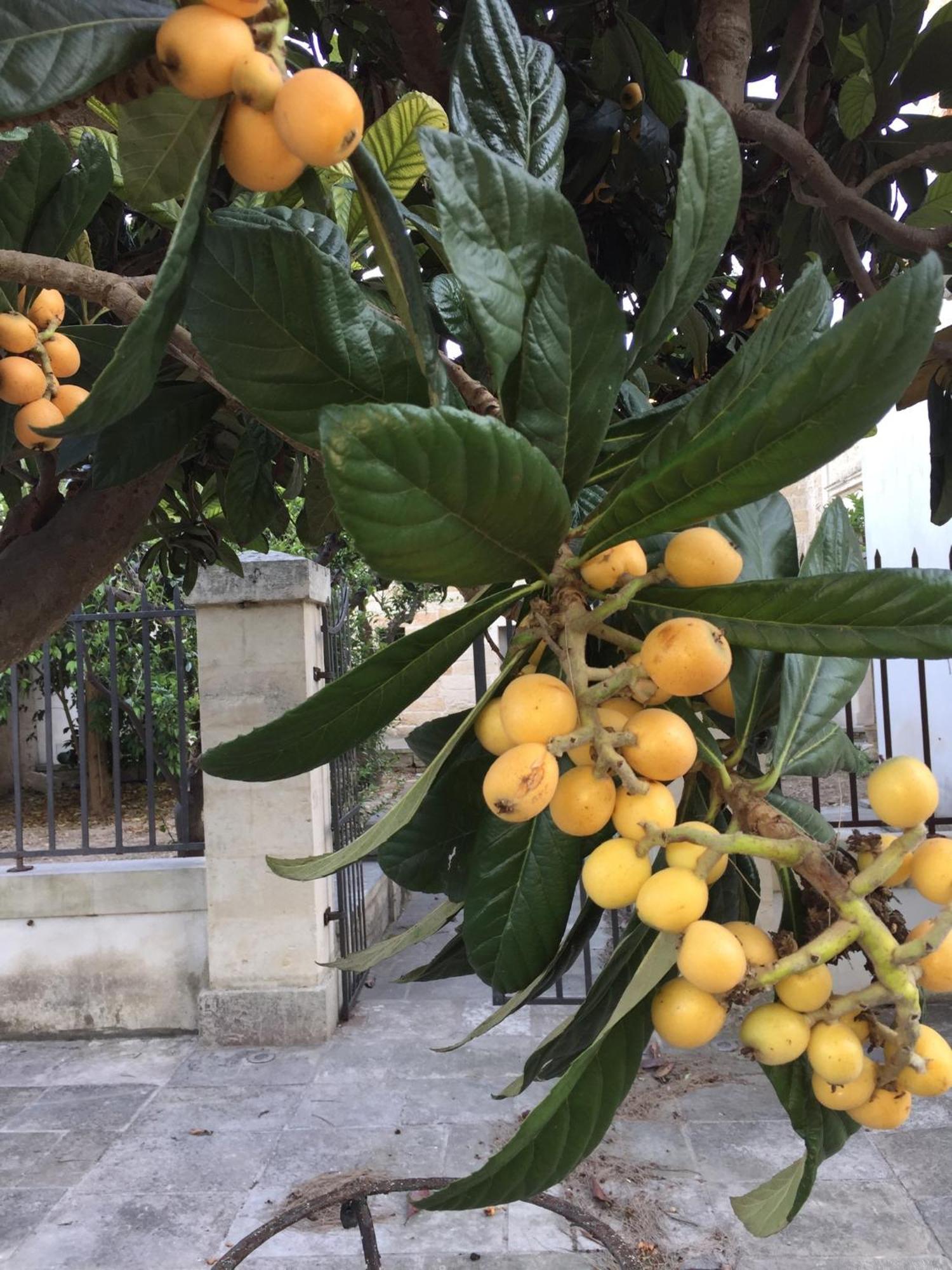 Bed and Breakfast Palazzo De Carlo E Il Parco Dei 7 Pozzi à Lecce Extérieur photo